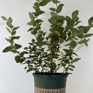 加仑盆花香25蓝莓苗果大脆甜阳台庭院盆栽地栽