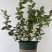 加仑盆花香25蓝莓苗果大脆甜阳台庭院盆栽地栽