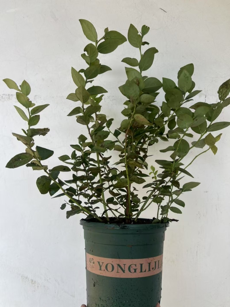 加仑盆花香25蓝莓苗果大脆甜阳台庭院盆栽地栽