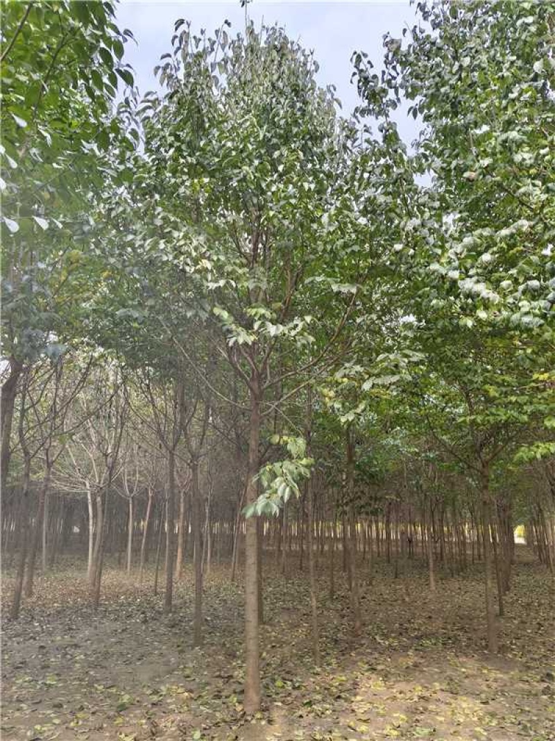 杜仲品质保证服务周到价格美丽欢迎咨询联系