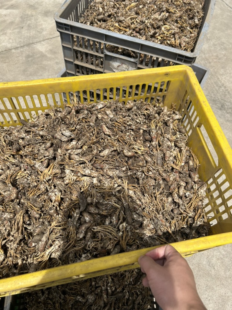蝉花大货皖南产地