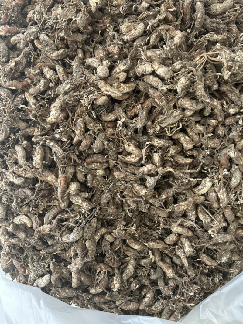 蝉花大货皖南产地