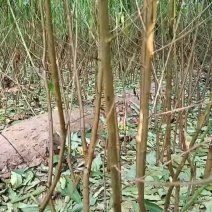 桃树苗