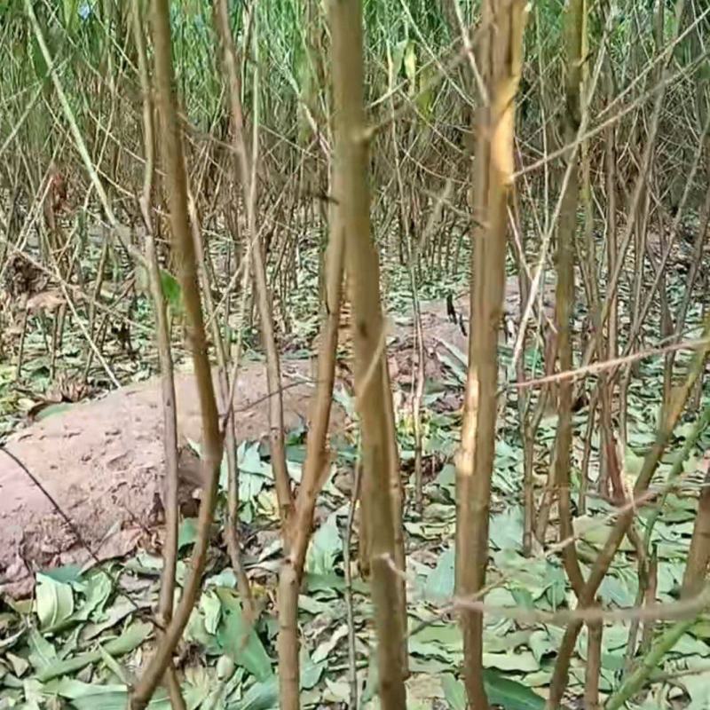 桃树苗