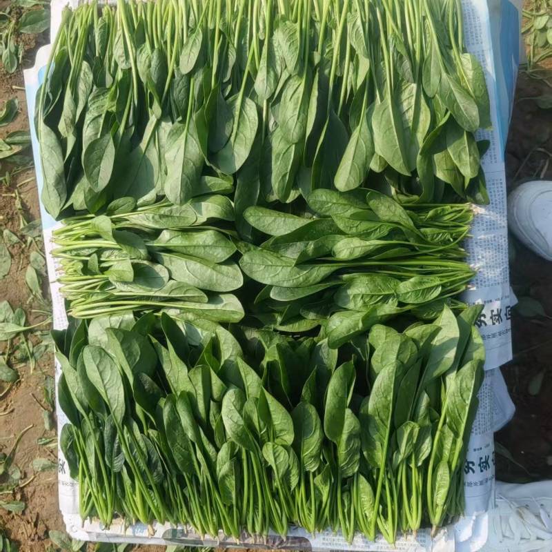 2025精品菠菜两排半上市供应中