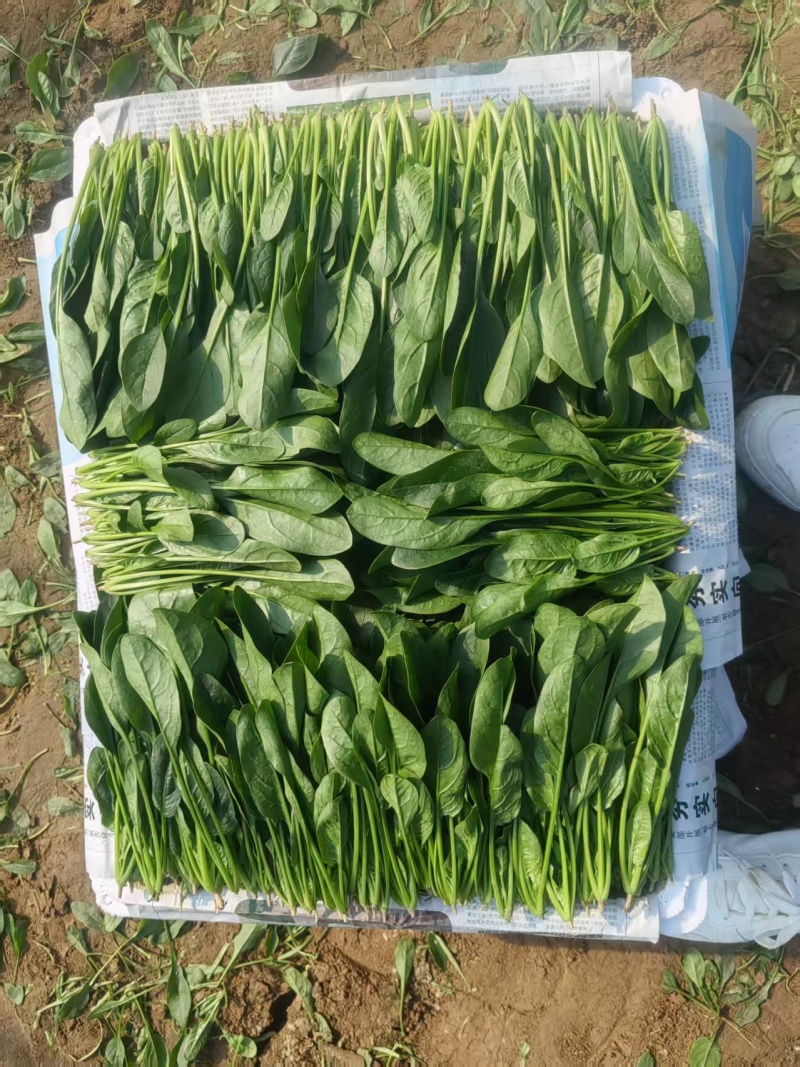 2025精品菠菜两排半上市供应中