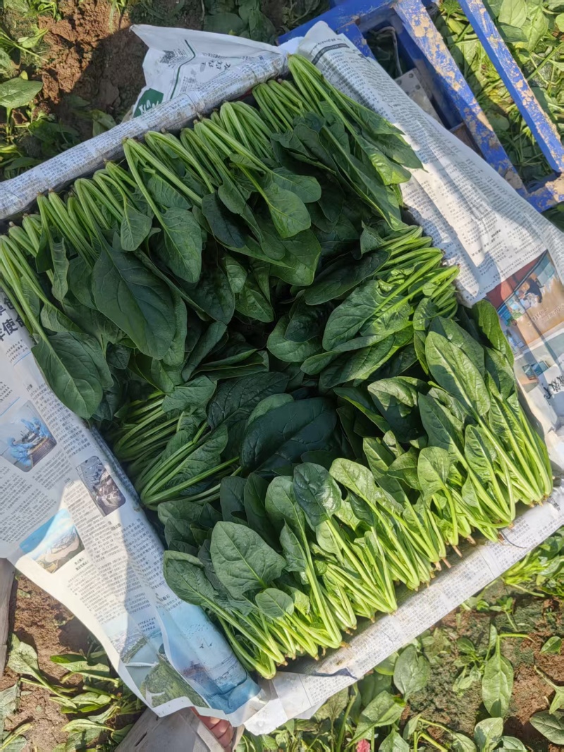 2025精品菠菜两排半上市供应中