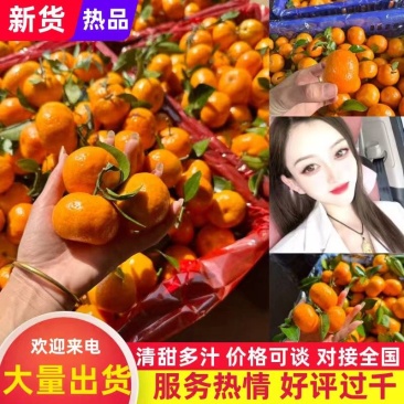 广西砂糖桔，棉橘，产地大量上市，对接市场，电商，品质保证