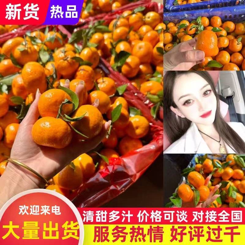 广西砂糖桔，棉橘，产地大量上市，对接市场，电商，品质保证