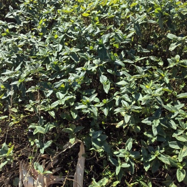 金银花苗种苗百花一号金银花苗