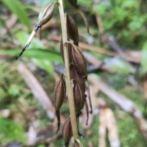 毛茨菇山茨菇