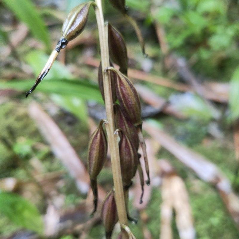 毛茨菇山茨菇