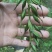 毛茨菇山茨菇