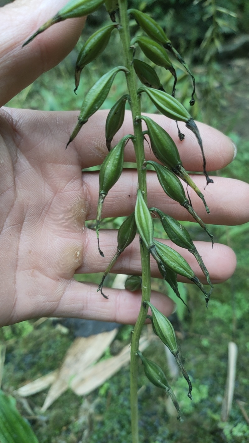 毛茨菇山茨菇
