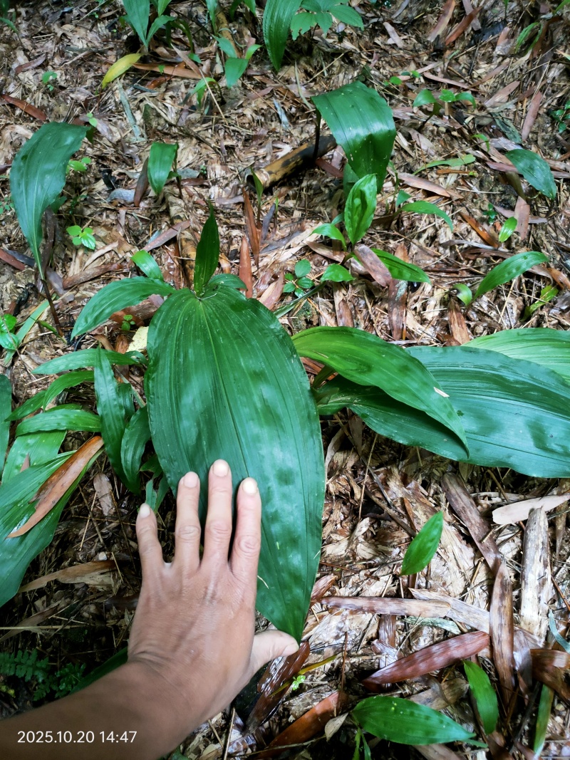 毛茨菇山茨菇