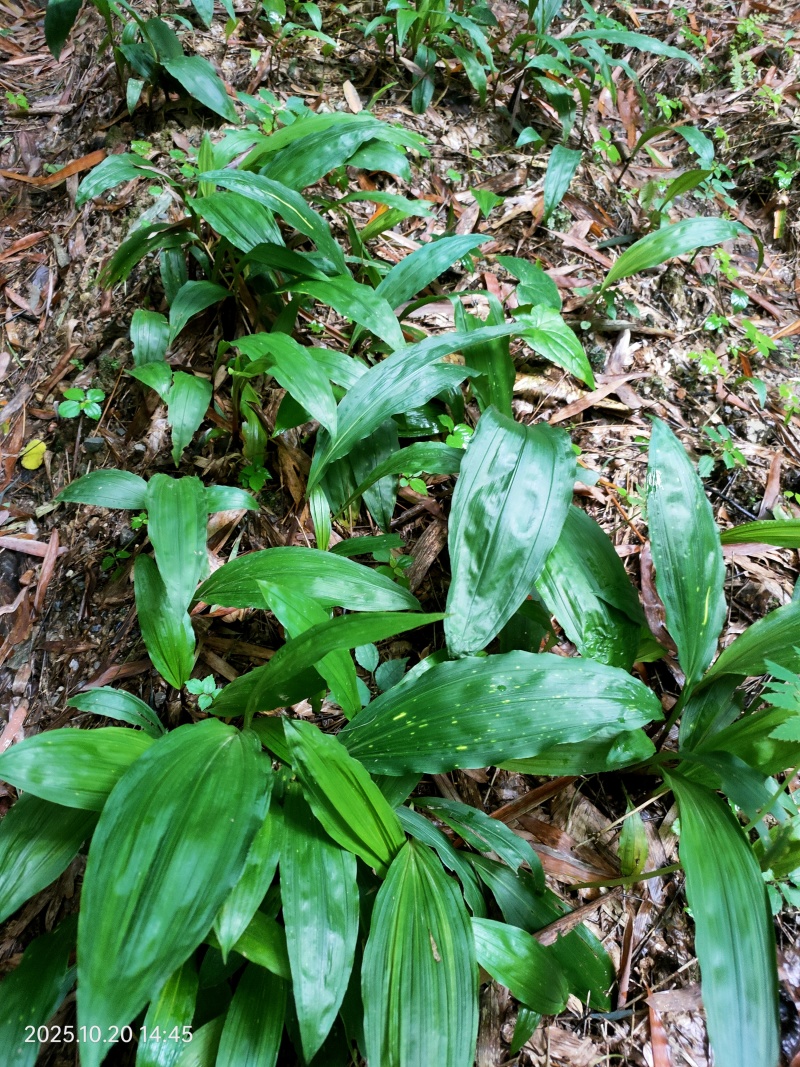 毛茨菇山茨菇
