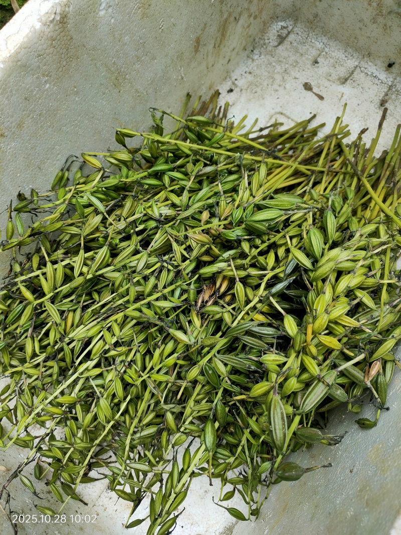 毛茨菇山茨菇