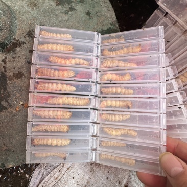 斗米虫