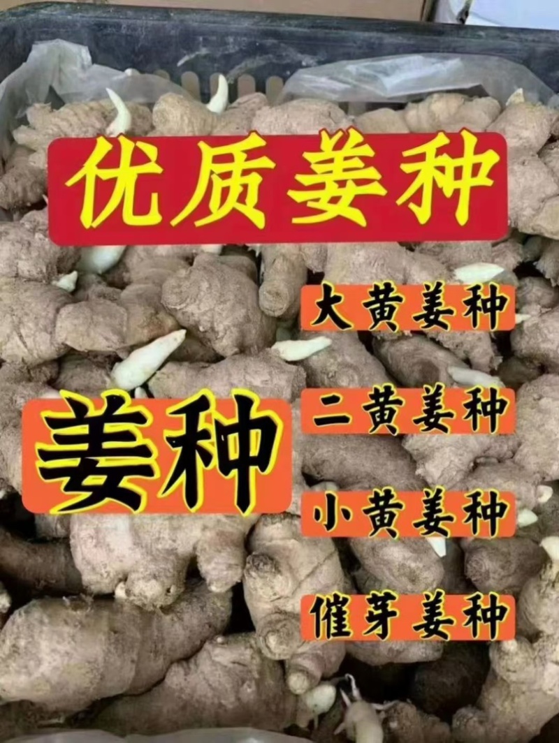 姜种大黄姜种子小黄姜种子脱毒高产姜种