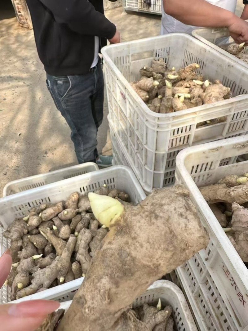 姜种大黄姜种子小黄姜种子脱毒高产姜种