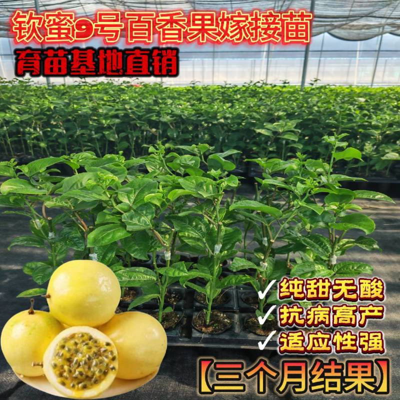 钦蜜九号百香果嫁接苗