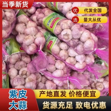 精品紫皮大蒜，大蒜头，货源稳定，诚信经营，欢迎咨询