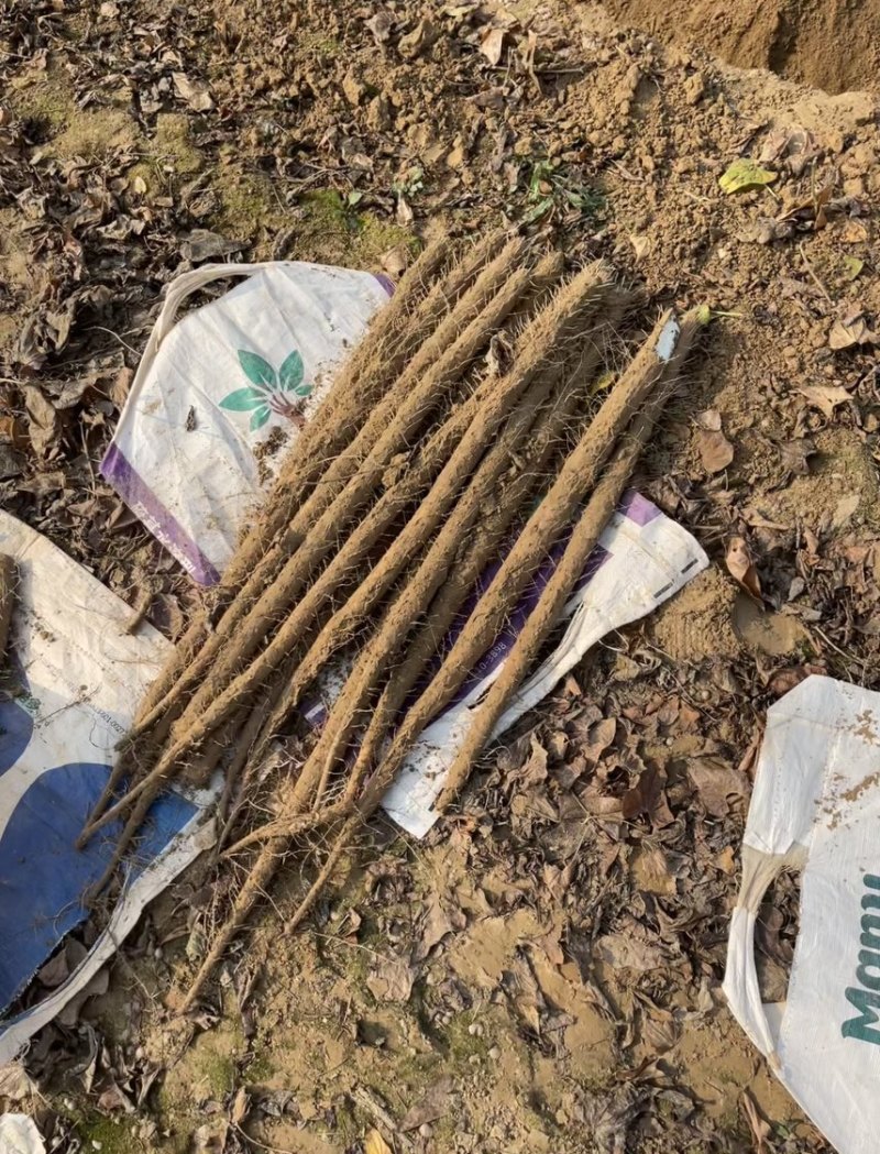 内黄双棒山药大量开挖上市中各种规格都有，欢迎采购