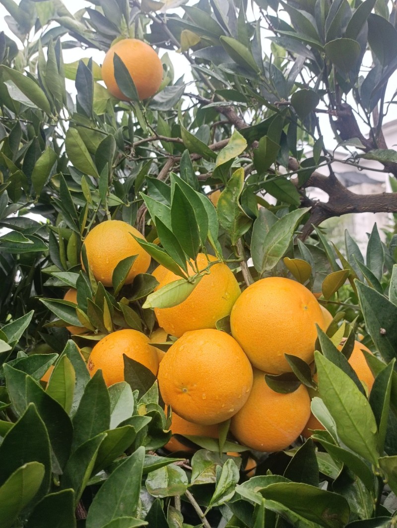 四川成都红肉脐橙肉细嫩易化渣，大量新鲜现货速发，欢迎选购