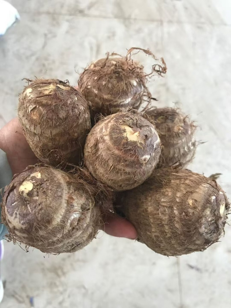 芋头种子毛芋头种子8520芋头种子发芽率高一条龙