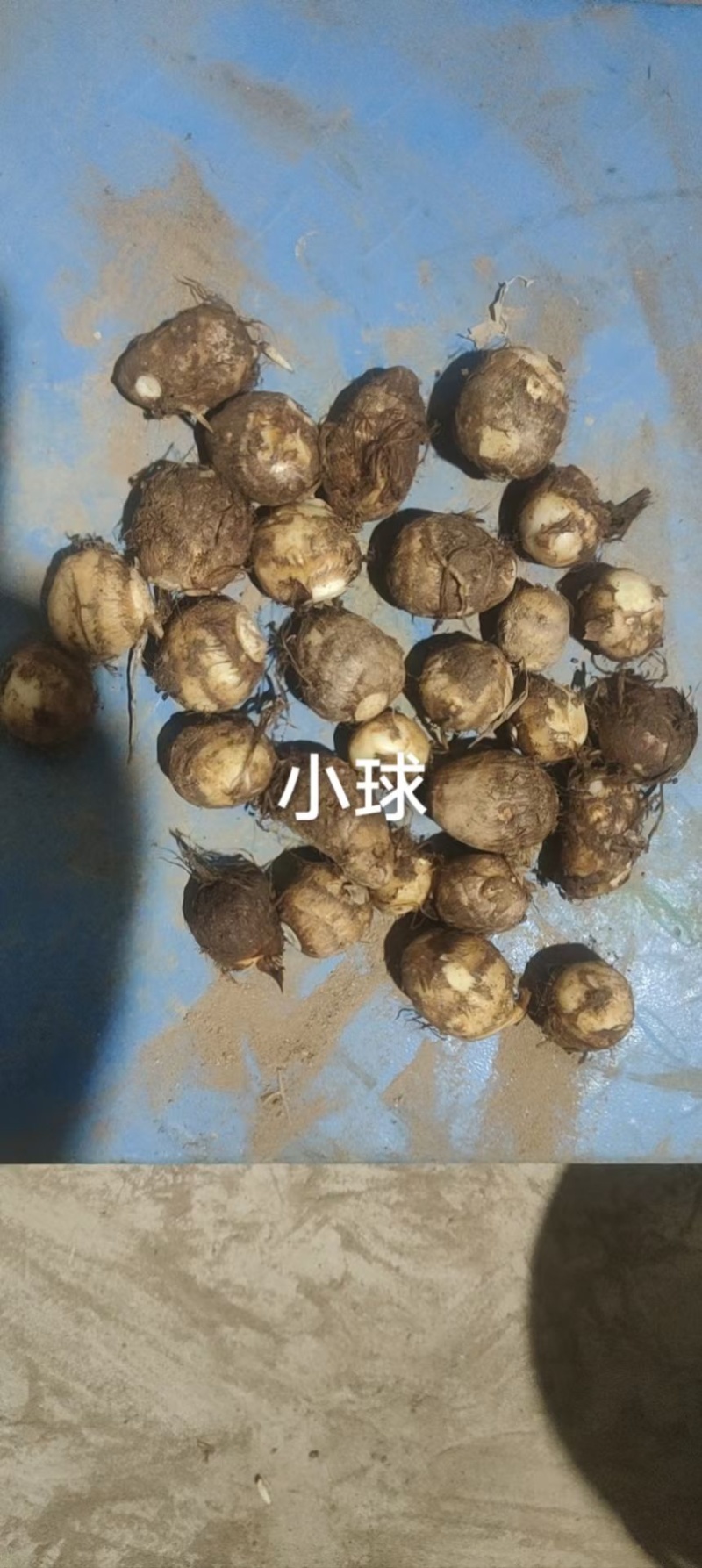 芋头种子毛芋头种子8520芋头种子发芽率高一条龙