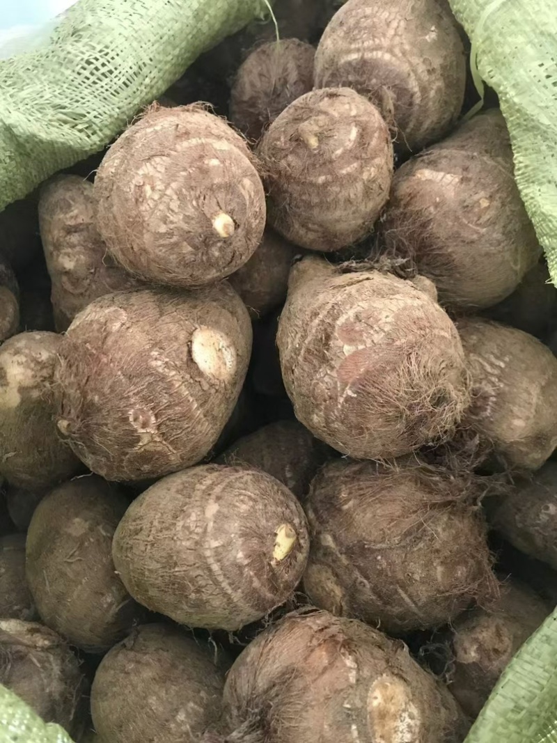 芋头种子毛芋头种子8520芋头种子发芽率高一条龙