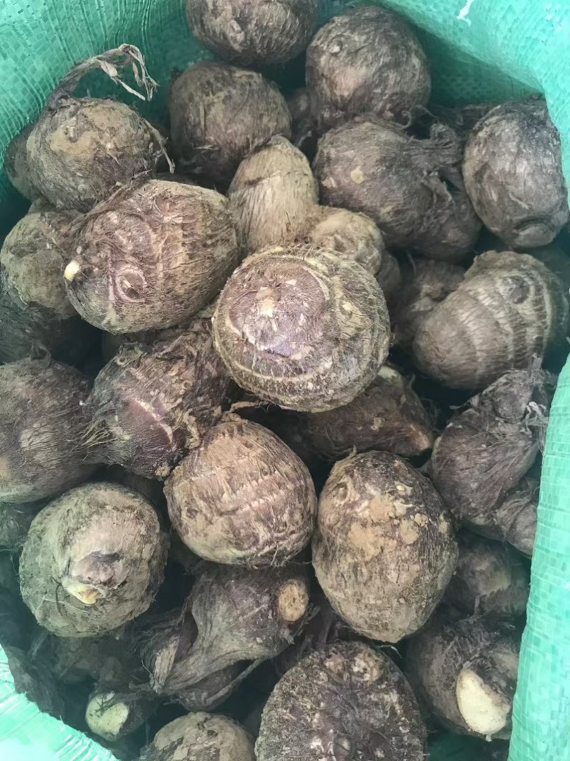 芋头种子毛芋头种子8520芋头种子发芽率高一条龙