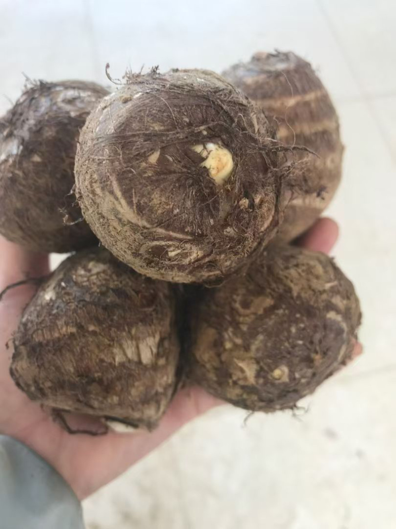 芋头种子毛芋头种子8520芋头种子发芽率高一条龙