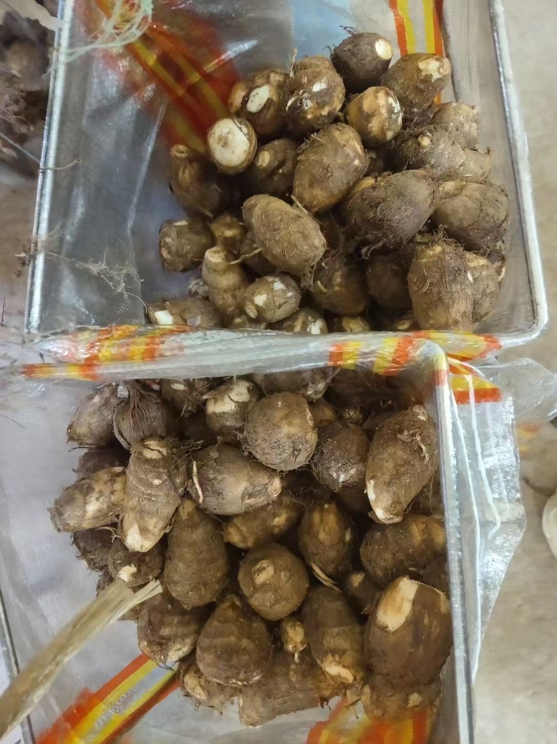 芋头种子毛芋头种子8520芋头种子发芽率高一条龙