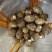 芋头种子毛芋头种子8520芋头种子发芽率高一条龙