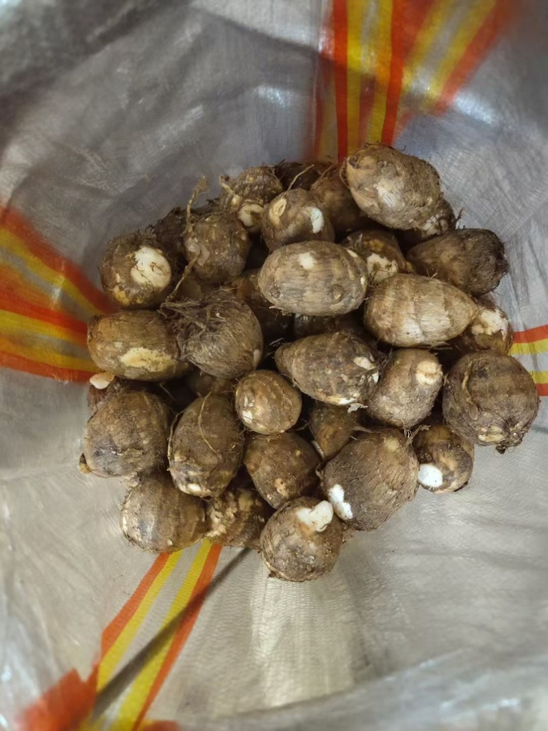 芋头种子毛芋头种子8520芋头种子发芽率高一条龙
