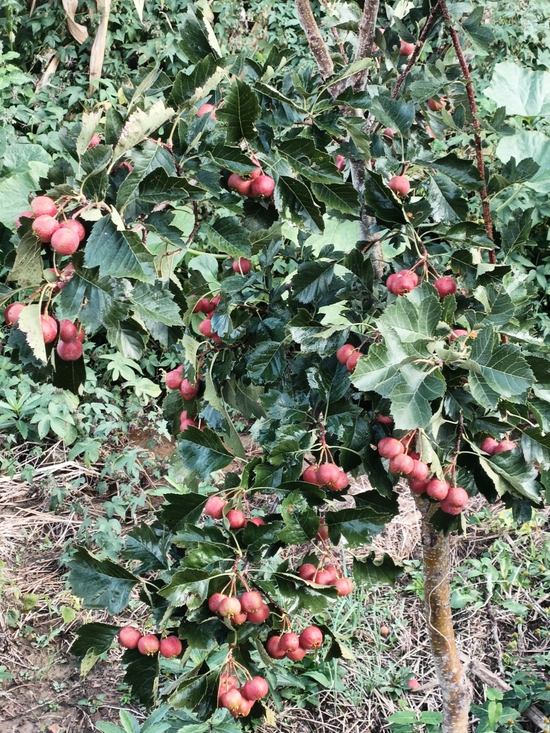 山楂果东北耐寒磨盘山楂产地果园直发当季精选