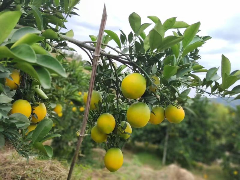 赣州信丰县大山里的脐橙，只发精品果，质量保证
