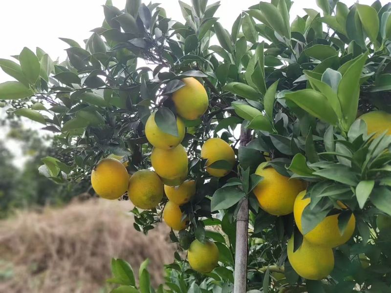 赣州信丰县大山里的脐橙，只发精品果，质量保证
