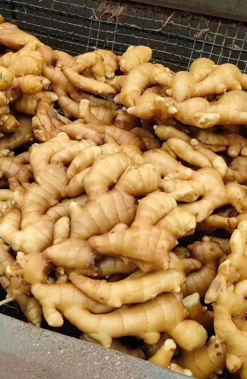 精品姜巴大黄姜小黄姜姜母沙土/水洗/风干姜按需加工