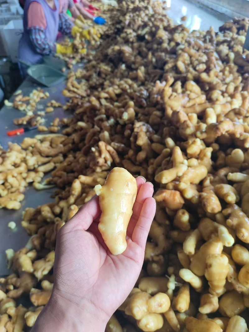 精品姜巴大黄姜小黄姜姜母沙土/水洗/风干姜按需加工
