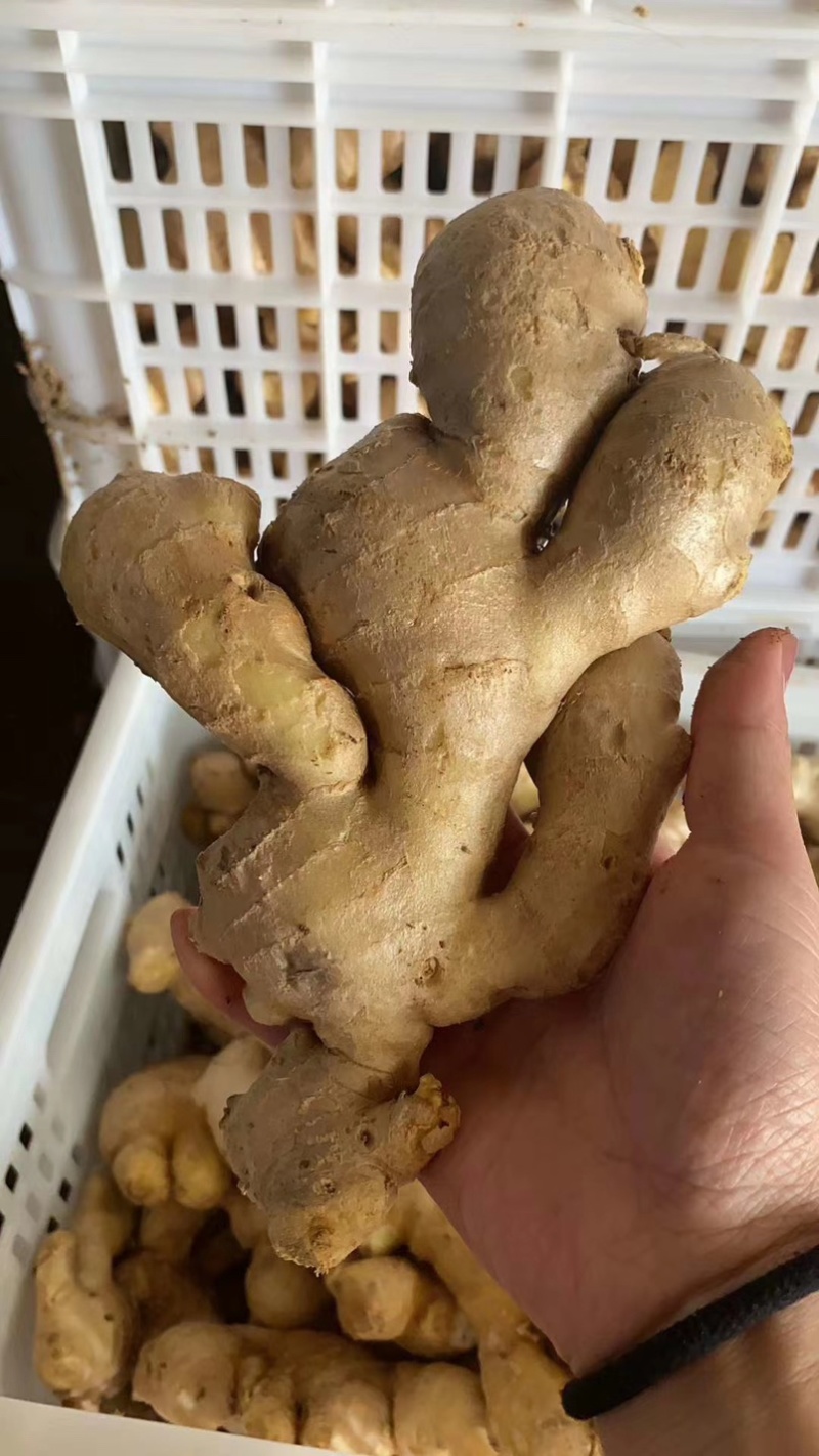 精品姜巴大黄姜小黄姜姜母沙土/水洗/风干姜按需加工
