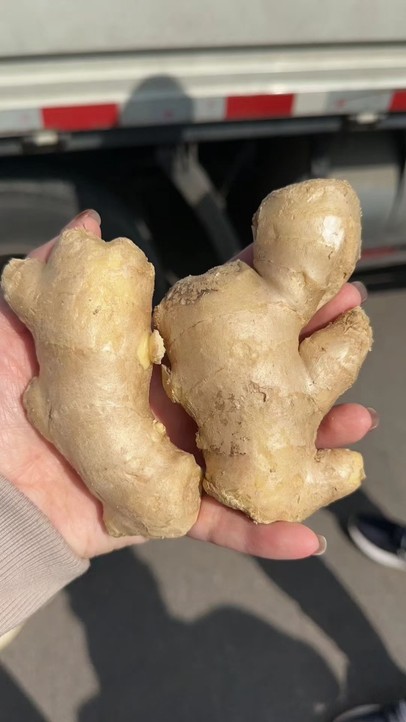 精品姜巴大黄姜小黄姜姜母沙土/水洗/风干姜按需加工