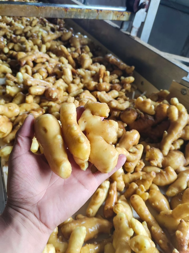 精品姜巴大黄姜小黄姜姜母沙土/水洗/风干姜按需加工