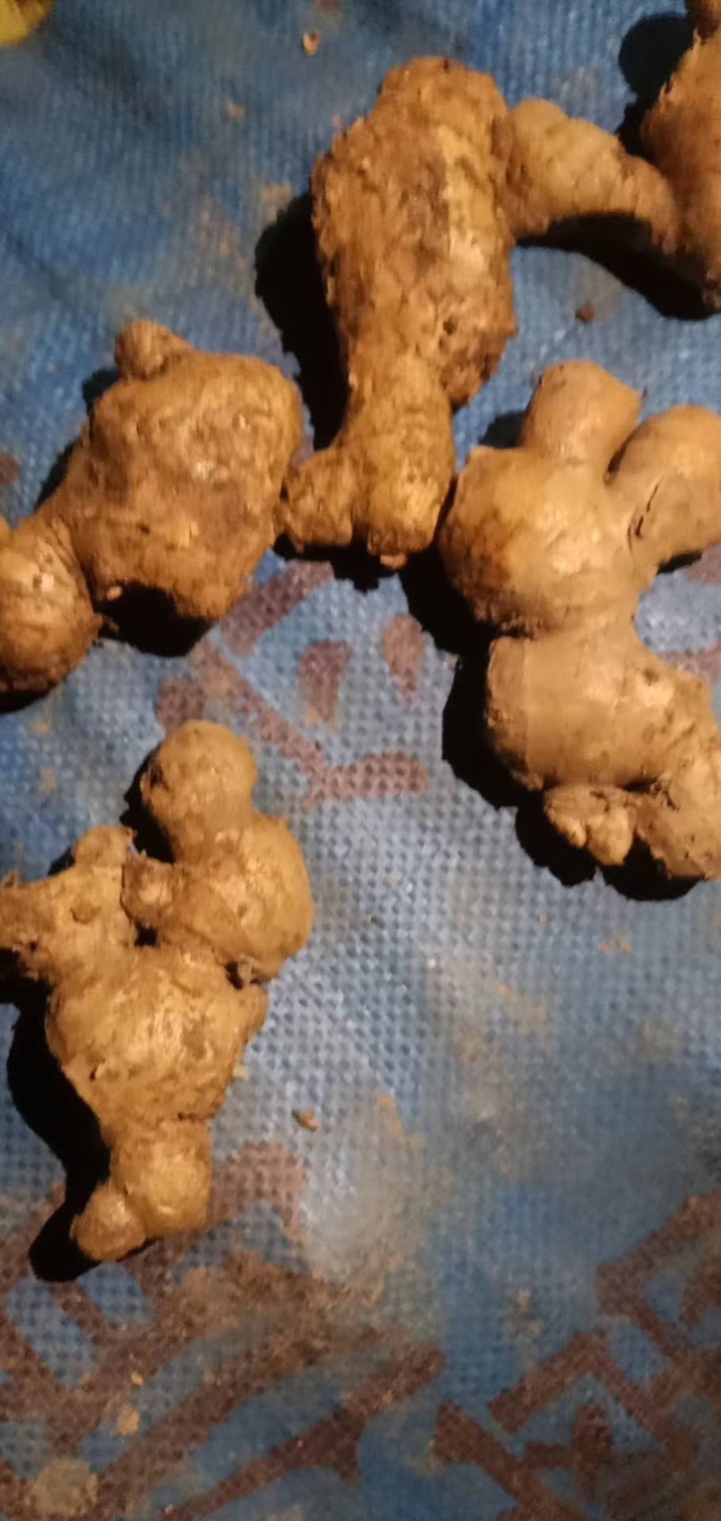 精品姜巴大黄姜小黄姜姜母沙土/水洗/风干姜按需加工