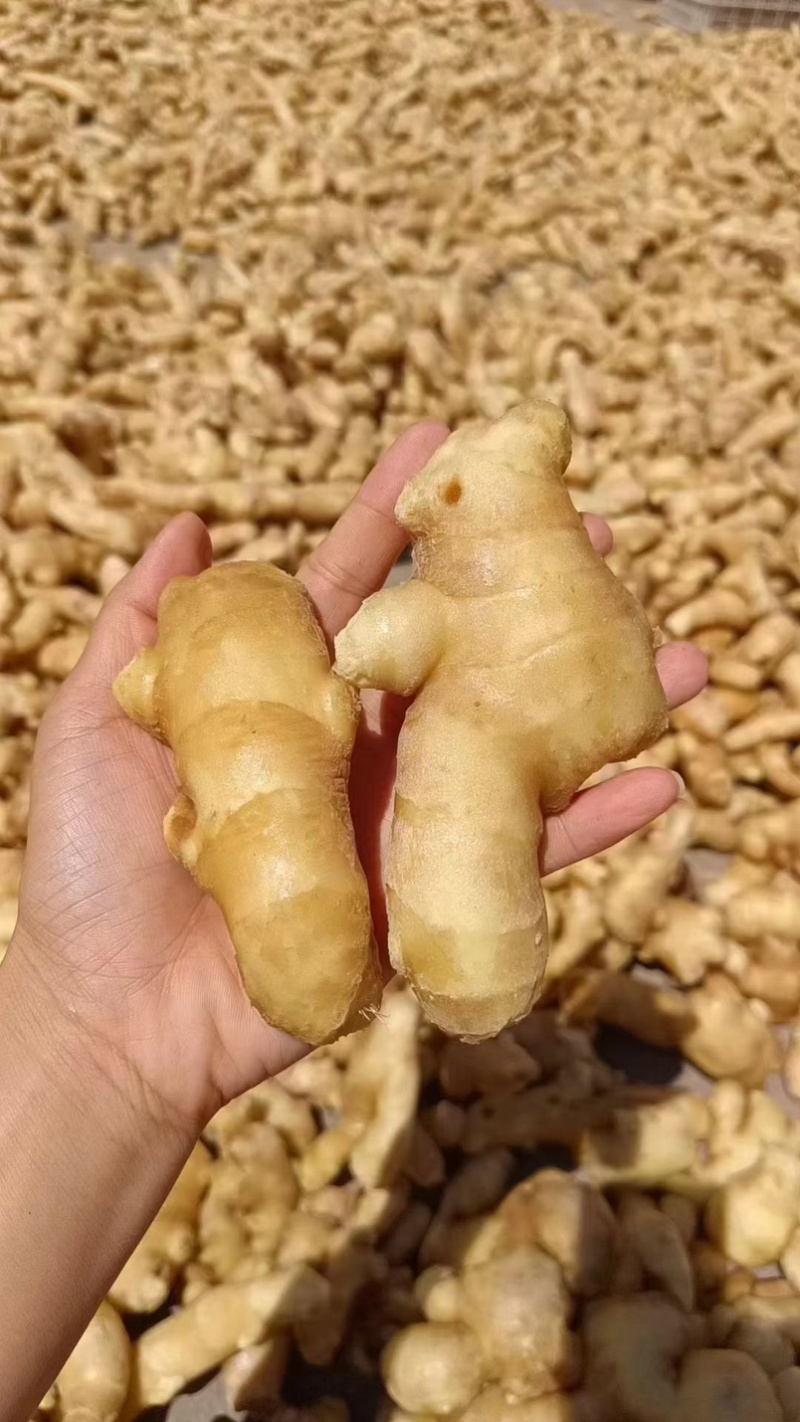 精品姜巴大黄姜小黄姜姜母沙土/水洗/风干姜按需加工