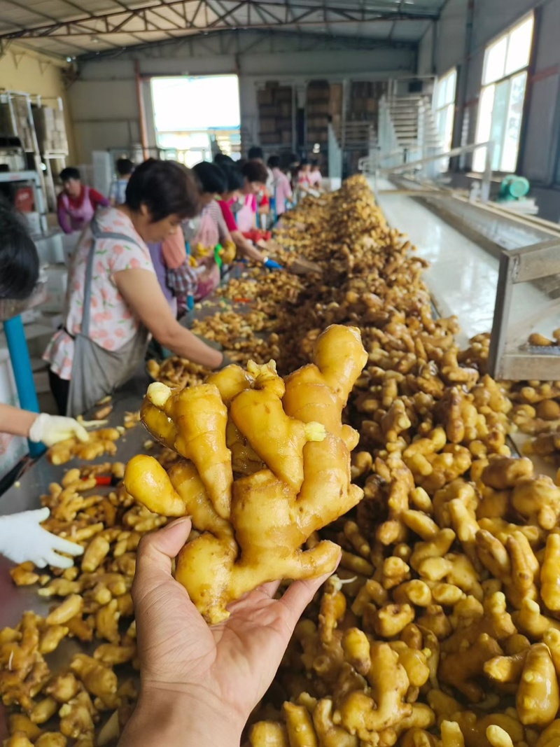 精品姜巴大黄姜小黄姜姜母沙土/水洗/风干姜按需加工