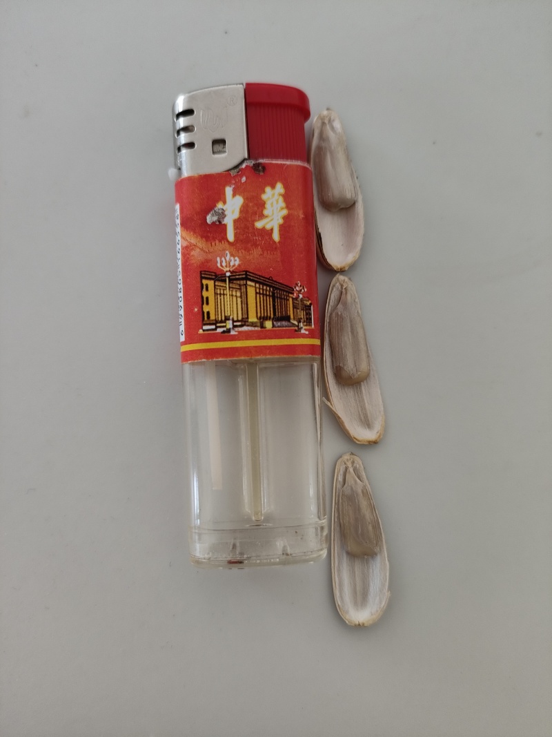 葵花（同辉20）