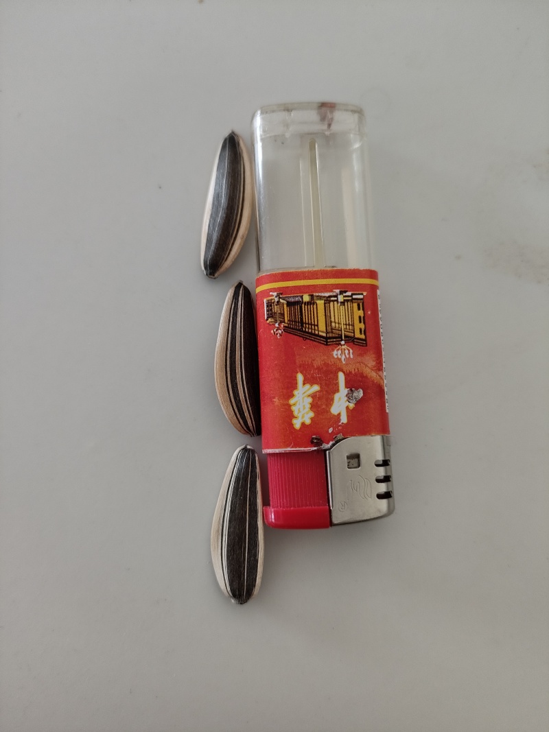 葵花（同辉20）