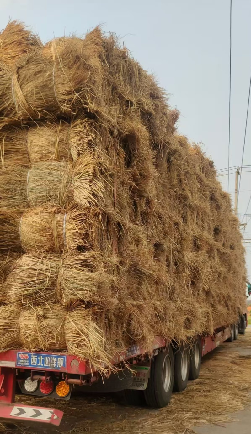 治沙稻草